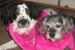 Post Your Best Dog Photos Or Videos On