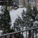 snow